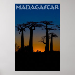 Madagascar Baobabs Poster