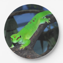 Madagascar day gecko