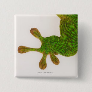 Madagascar day gecko (Phelsuma madagascariensis 2 15 Cm Square Badge
