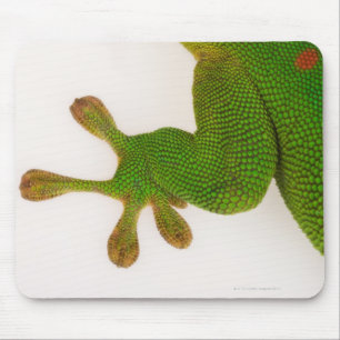 Madagascar day gecko (Phelsuma madagascariensis 2 Mouse Pad