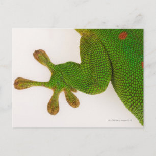 Madagascar day gecko (Phelsuma madagascariensis 2 Postcard