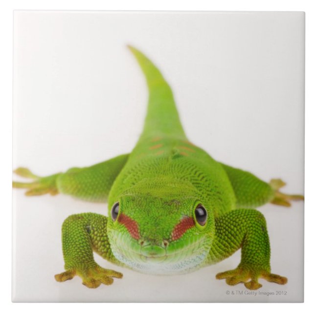 Madagascar day gecko (Phelsuma madagascariensis) Ceramic Tile (Front)