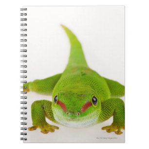 Madagascar day gecko (Phelsuma madagascariensis) Notebook