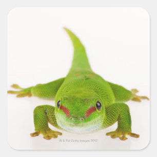 Madagascar day gecko (Phelsuma madagascariensis) Square Sticker