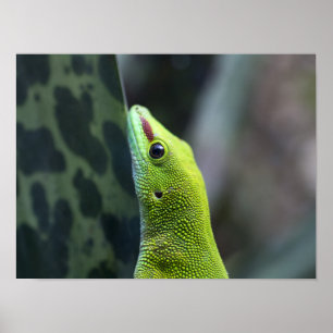 Madagascar day gecko poster