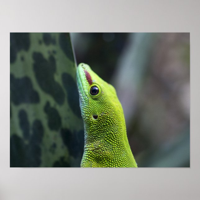 Madagascar day gecko poster (Front)