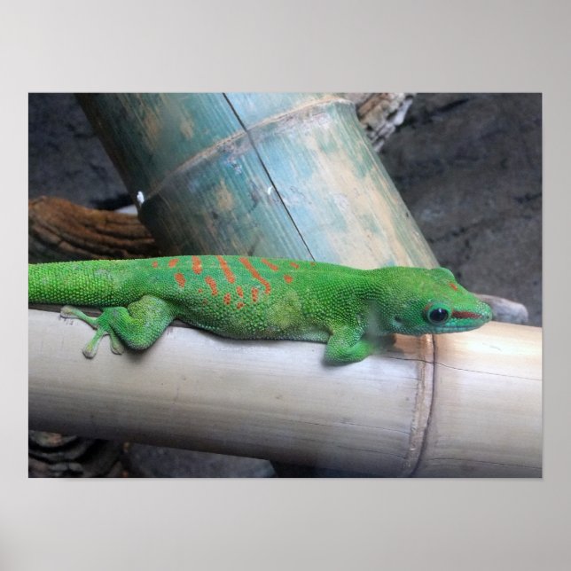 Madagascar Giant Day Gecko Photo Poster (Front)