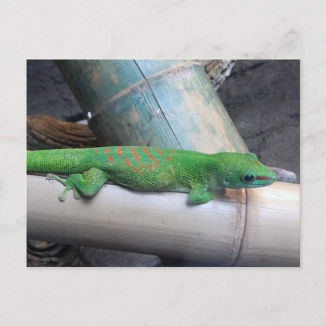 Madagascar Giant Day Gecko Postcard (Front)