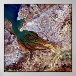 Madagascar Jellyfish Poster