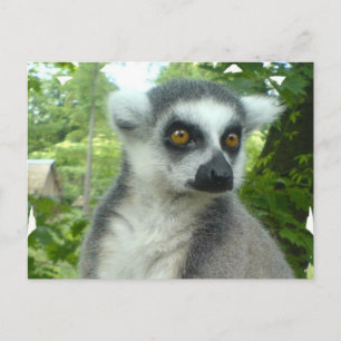 Madagascar Lemur Postcard