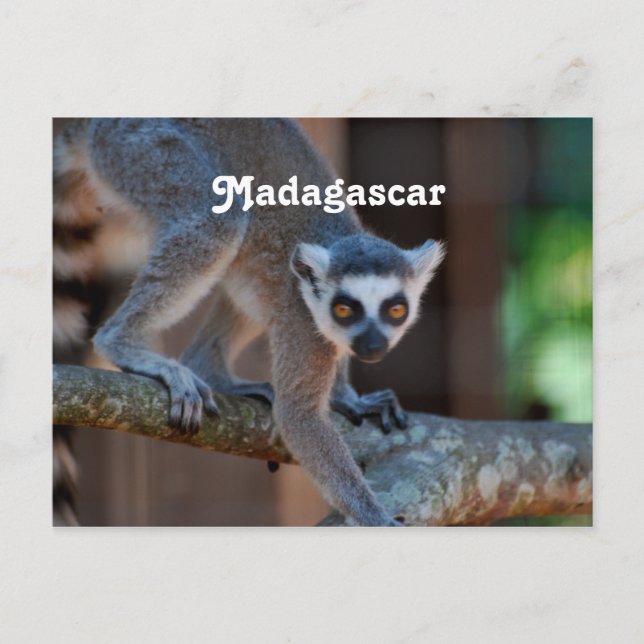 Madagascar Lemur Postcard (Front)