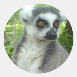 Madagascar Lemur Stickers