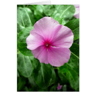Madagascar Periwinkle- 'Leukaemia Buster'