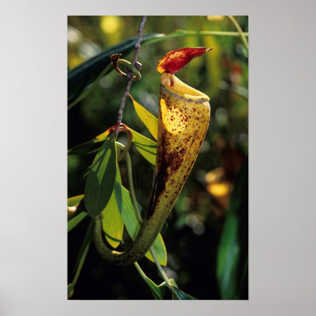 Madagascar Pitcher Plant Poster (Front)