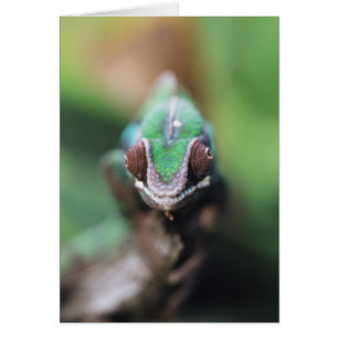 Madagascar, Red bar Panther Chameleon