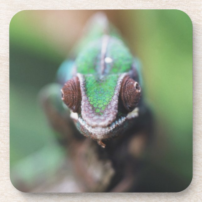 Madagascar, Red bar Panther Chameleon Coaster (Front)