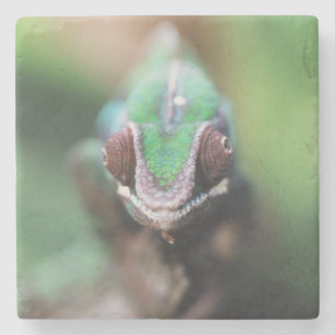 Madagascar, Red bar Panther Chameleon Stone Coaster