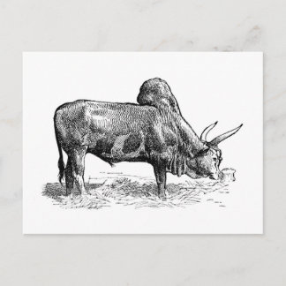 Madagascar Zebu Postcard