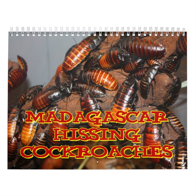 Madagasgar Hissing Cockroaches Wall Calendar (Cover)