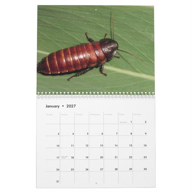 Madagasgar Hissing Cockroaches Wall Calendar (Jan 2027)