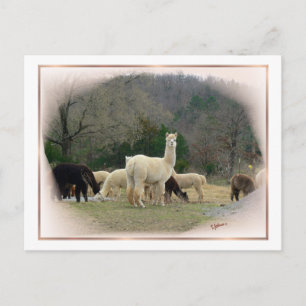 Madame Pompadour Postcard