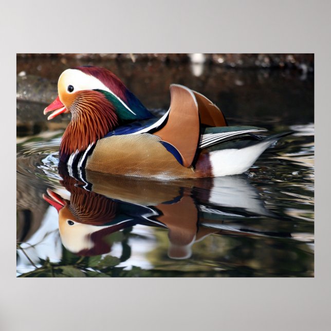 Madarin Duck Poster (Front)