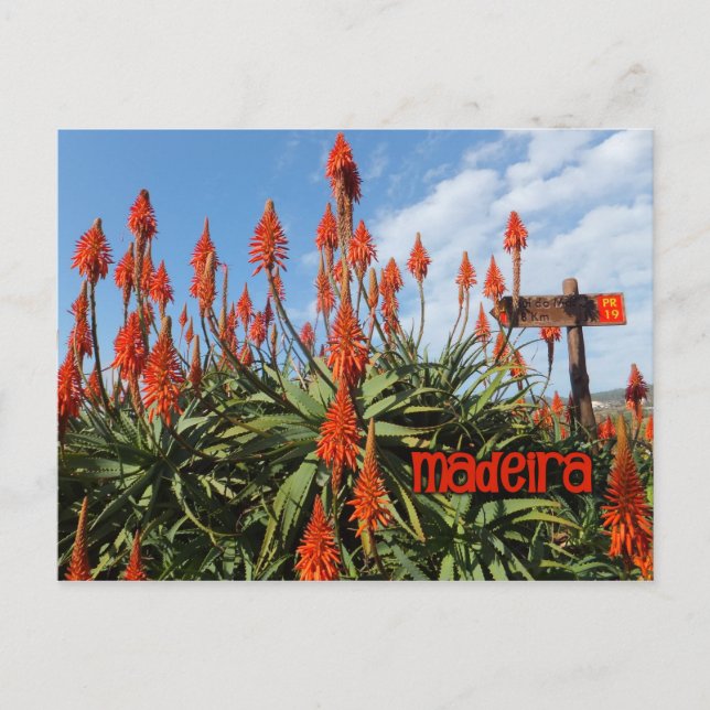 Madeira Aloe postcard, customise Postcard (Front)