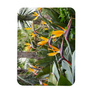Madeira - Birds of Paradise Magnet