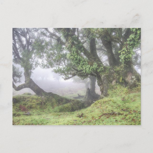 Madeira - Laurel tree in the fog postcard (Front)
