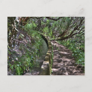 Madeira Road Way Postcard