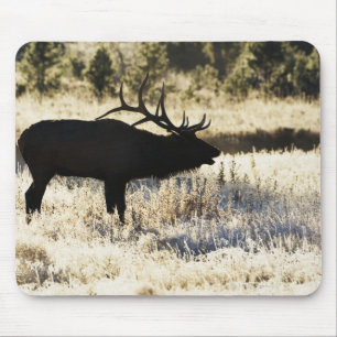 Madison River, Yellowstone NP, Wyoming, USA Mouse Pad