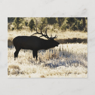 Madison River, Yellowstone NP, Wyoming, USA Postcard