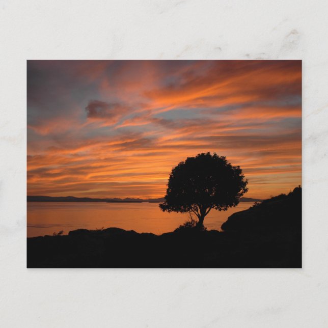 Madrone Sunset Postcard (Front)