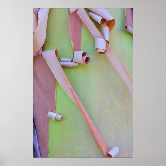Madrone Tree Bark Abstract Poster (Front)