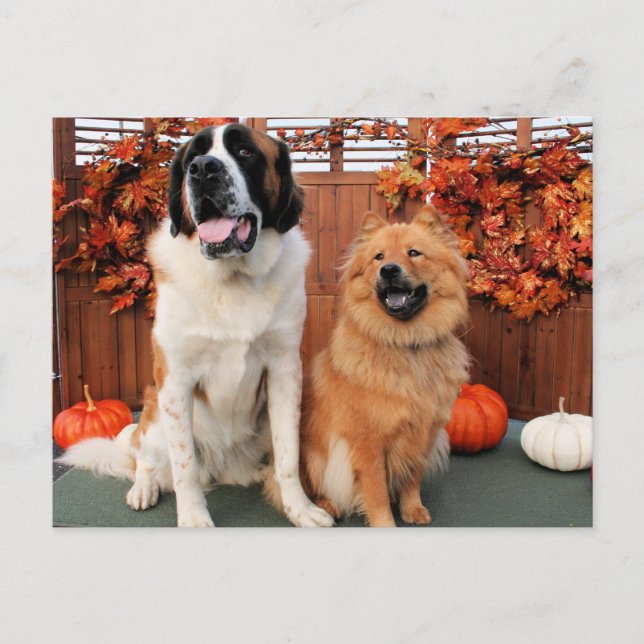 Mae - St Bernard and Cinny - Chow Chow Photo-4 Postcard (Front)