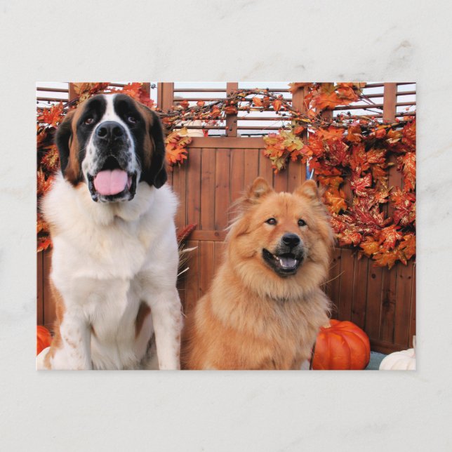 Mae St Bernard and Cinny Chow Photo-11 Postcard (Front)