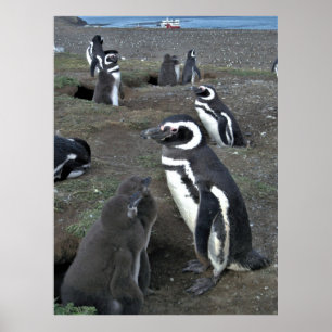 Magdalena Penguin Colony Poster