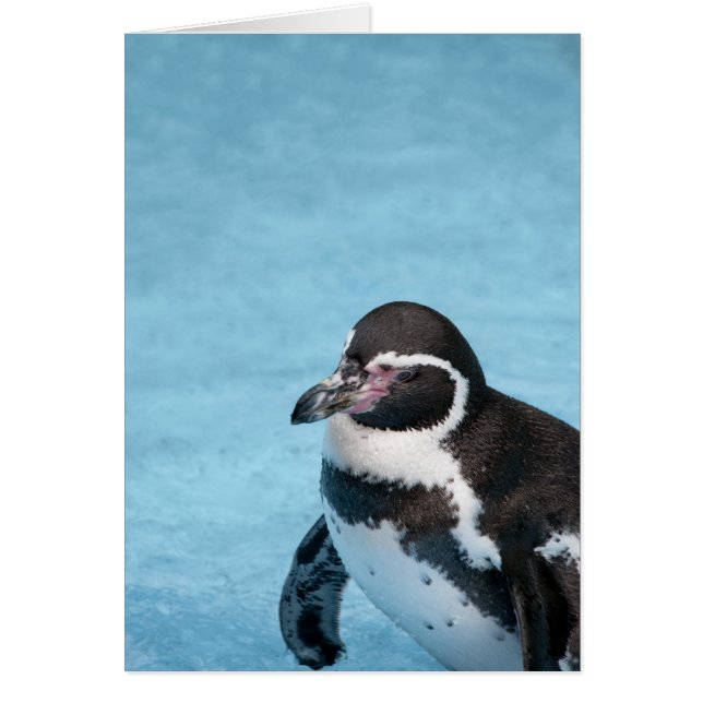 Magellanic Penguin Card (Front)