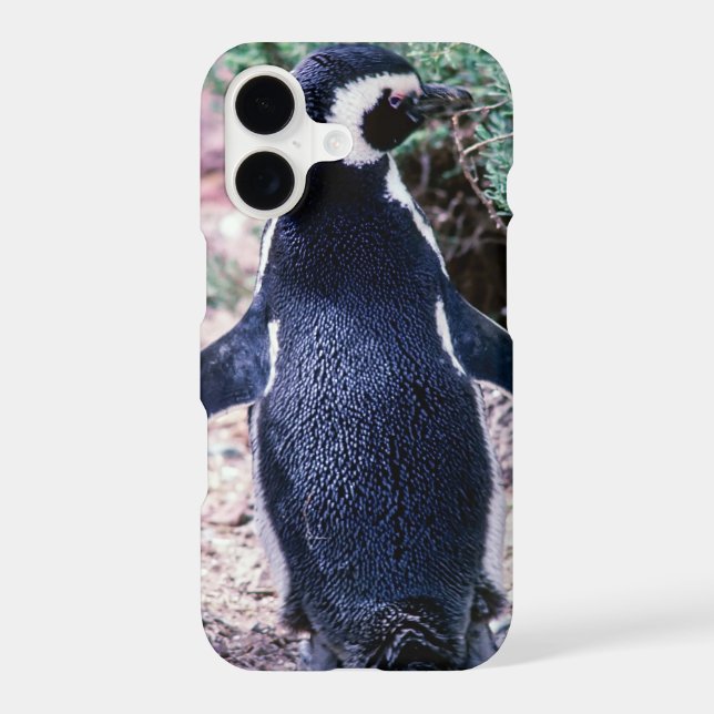 Magellanic Penguin in Peninsula Valdes - Argentina (Back)