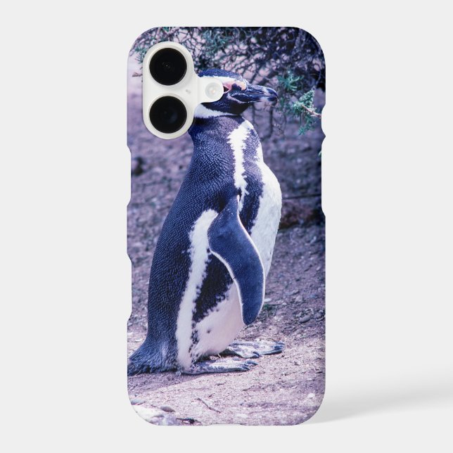 Magellanic Penguin in Peninsula Valdes - Argentina (Back)