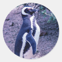 Magellanic Penguin in Peninsula Valdes - Argentina