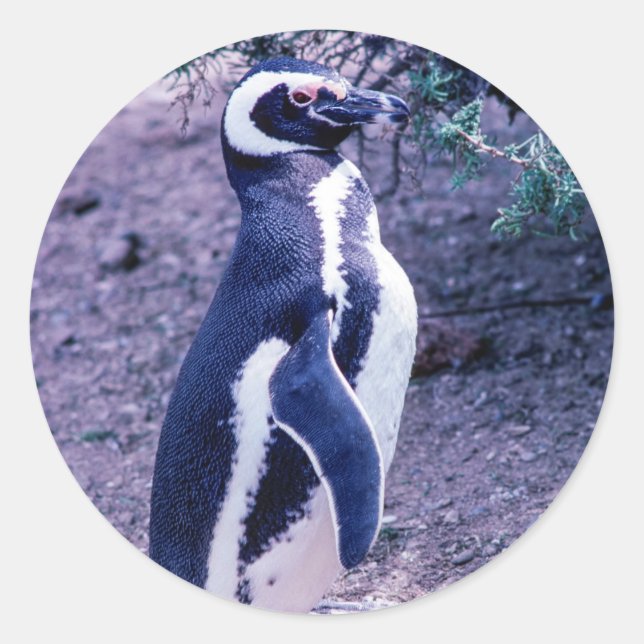 Magellanic Penguin in Peninsula Valdes - Argentina Classic Round Sticker (Front)
