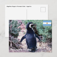 Magellanic Penguin in Peninsula Valdes - Argentina