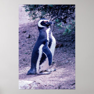 Magellanic Penguin in Peninsula Valdes - Argentina Poster