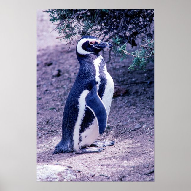 Magellanic Penguin in Peninsula Valdes - Argentina Poster (Front)