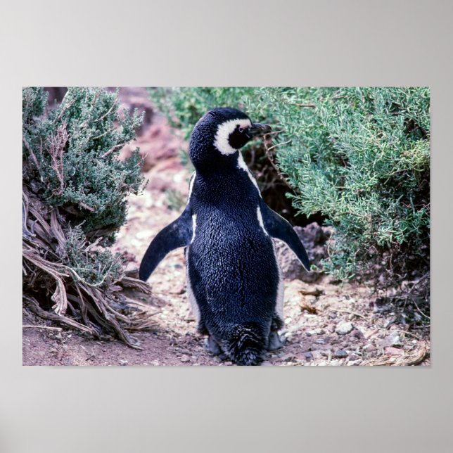 Magellanic Penguin in Peninsula Valdes - Argentina Poster (Front)