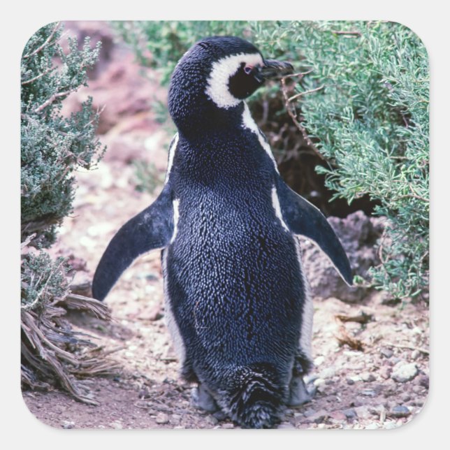 Magellanic Penguin in Peninsula Valdes - Argentina Square Sticker (Front)