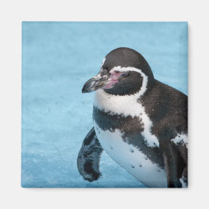 Magellanic Penguin Magnet