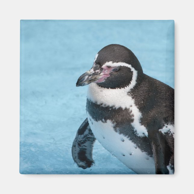 Magellanic Penguin Magnet (Front)