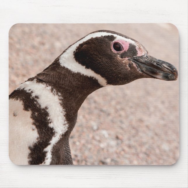 Magellanic Penguin, Patagonia, Argentina Mouse Pad (Front)